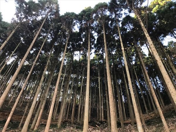 森山林業株式会社