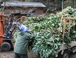 堤水車線香原料