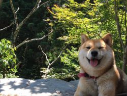 山の民　つづら