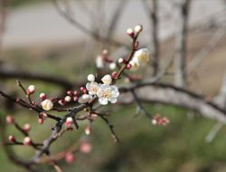夢たちばな観梅会　2日目