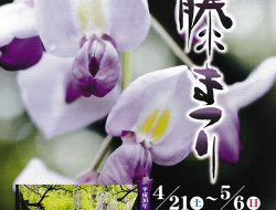 八女黒木　大藤まつり