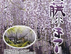 八女黒木　大藤まつり　（4月中旬～5月初旬）