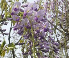 黒木大藤まつり情報